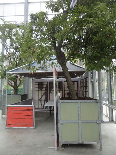 Quercus glauca