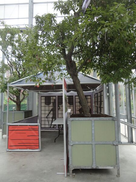 Quercus glauca