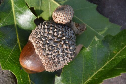 Quercus libani