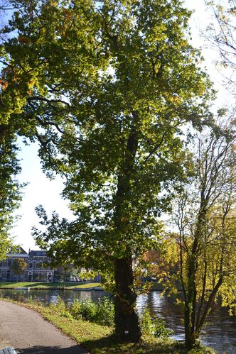 Quercus robur