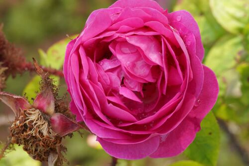 Rosa 'Baron de Wassenaer'