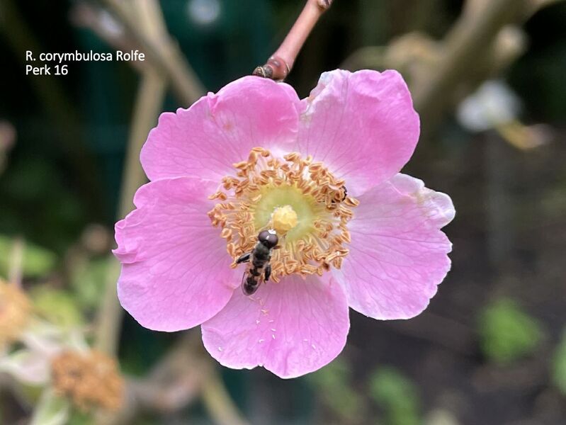 Rosa corymbulosa