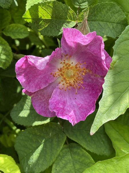 Rosa gallica var. pumila