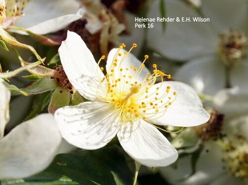 Rosa helenae