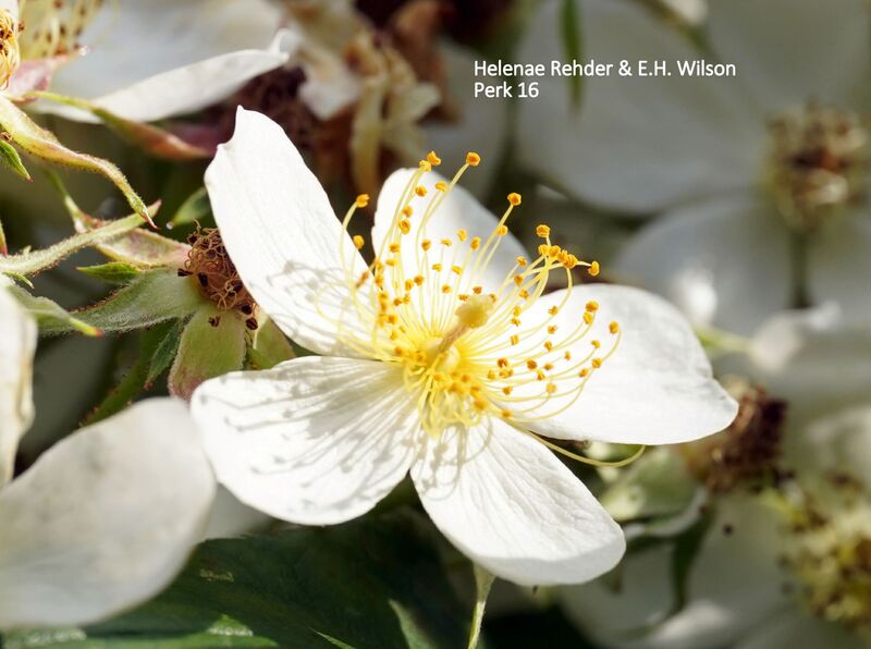 Rosa helenae