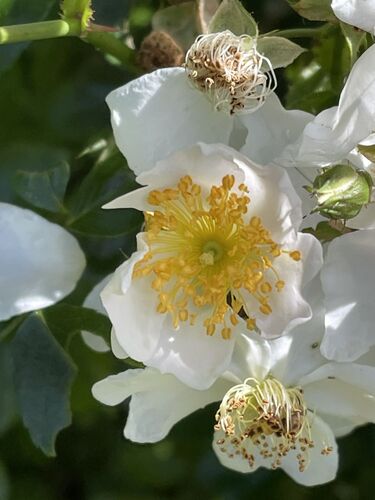 Rosa longicuspis