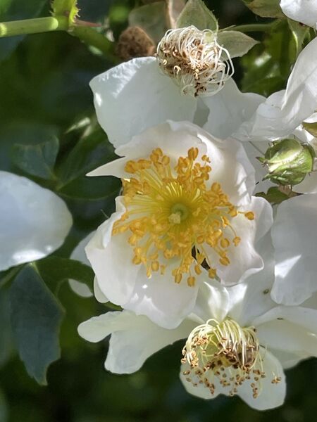 Rosa longicuspis