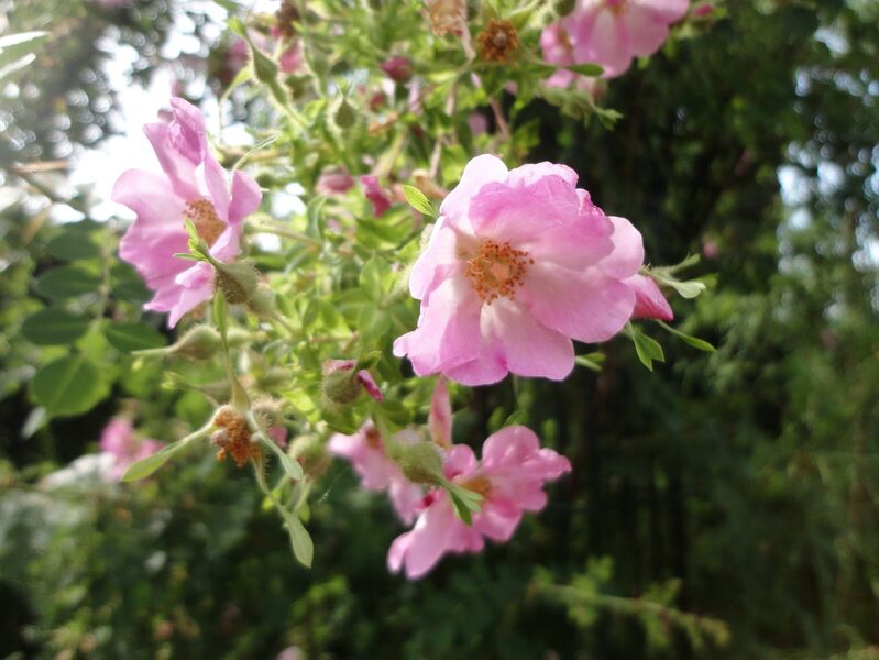 Rosa multibracteata