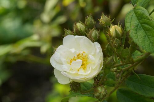 Rosa multiflora var. cathayensis