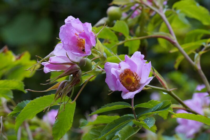 Rosa pisocarpa