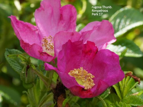 Rosa rugosa