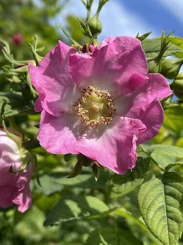 Rosa setipoda