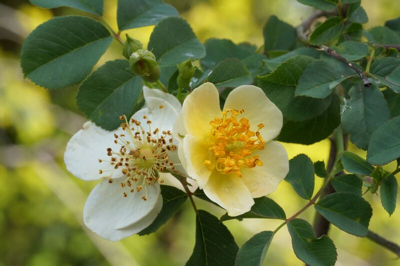 Rosa soulieana