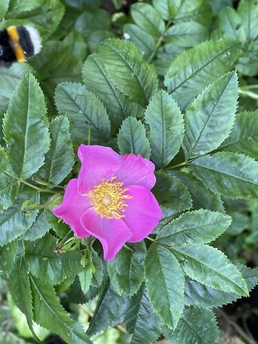 Rosa virginiana