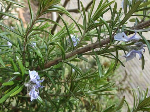 Rosmarinus officinalis