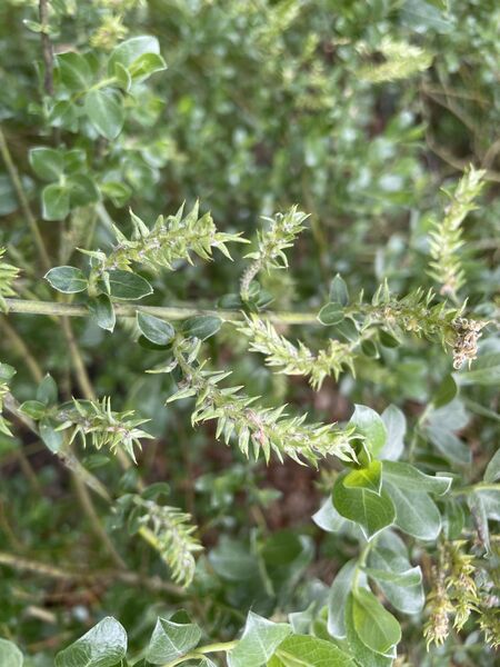 Salix repens