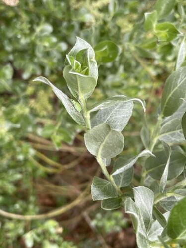 Salix repens