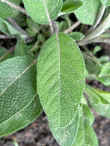 Salvia officinalis