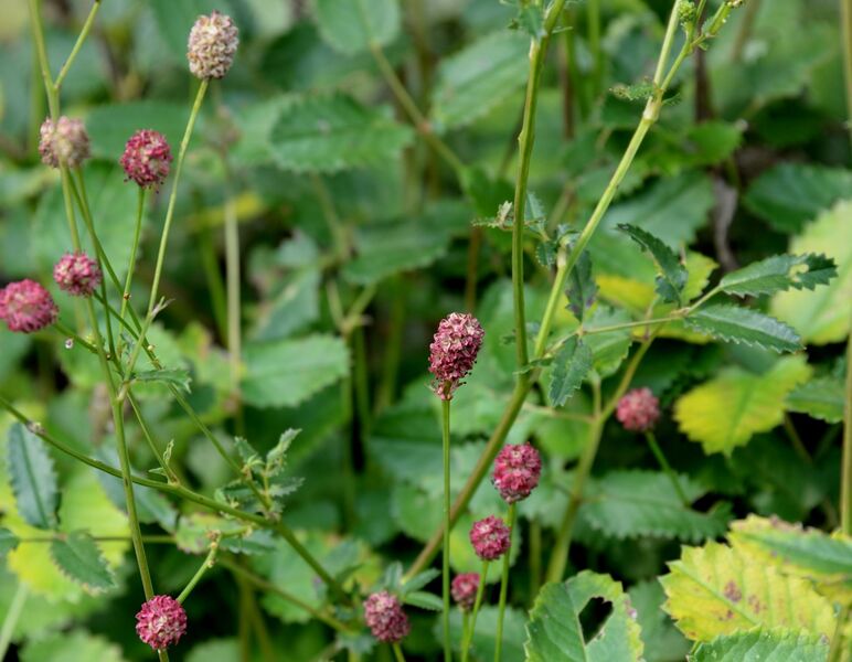 Sanguisorba officinalis