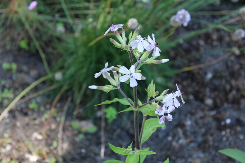 Saponaria officinalis