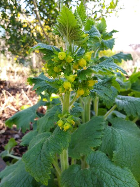 Scrophularia vernalis subsp. vernalis