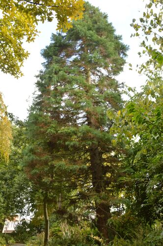 Sequoiadendron giganteum