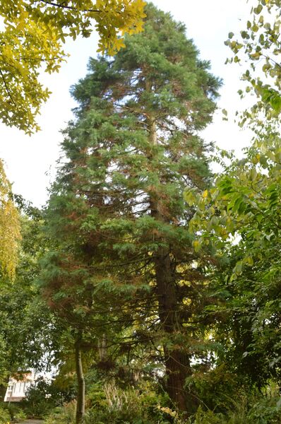 Sequoiadendron giganteum
