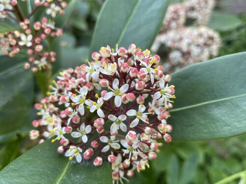 Skimmia japonica
