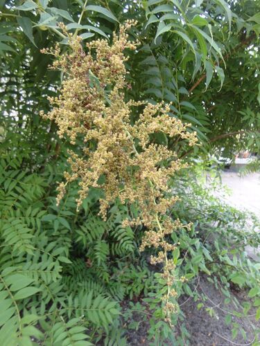 Sorbaria tomentosa var. angustifolia