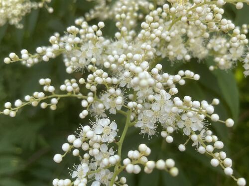 Sorbaria tomentosa var. angustifolia