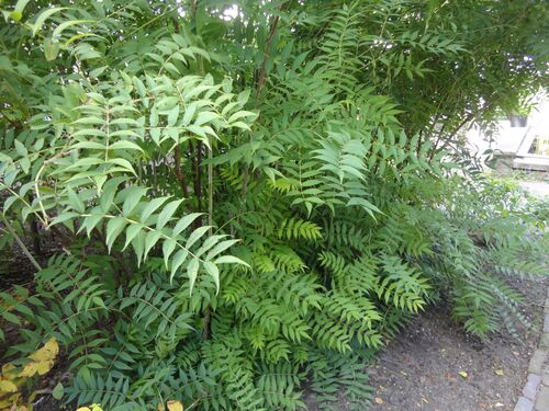 Sorbaria tomentosa var. angustifolia