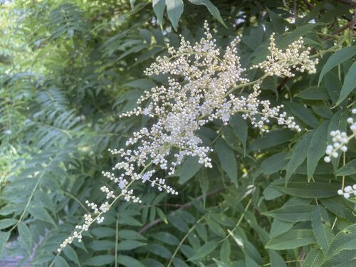 Sorbaria tomentosa var. angustifolia