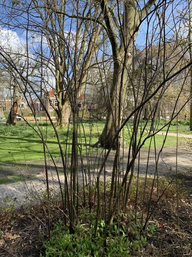 Sorbaria tomentosa var. angustifolia