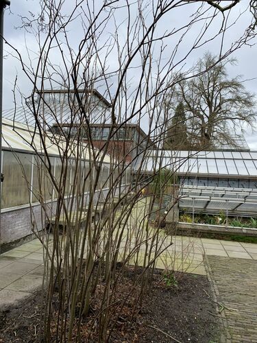 Sorbaria tomentosa var. angustifolia