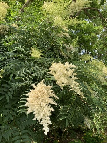 Sorbaria tomentosa var. angustifolia