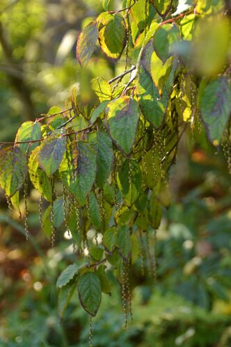Stachyurus praecox
