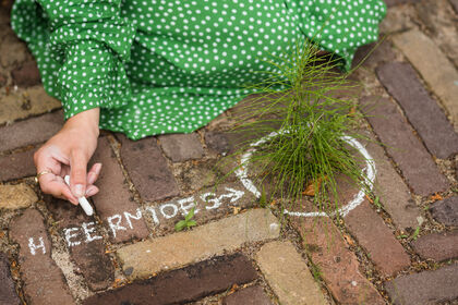 Stadsnatuur in de zomer