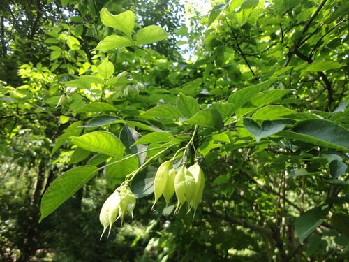 Staphylea colchica