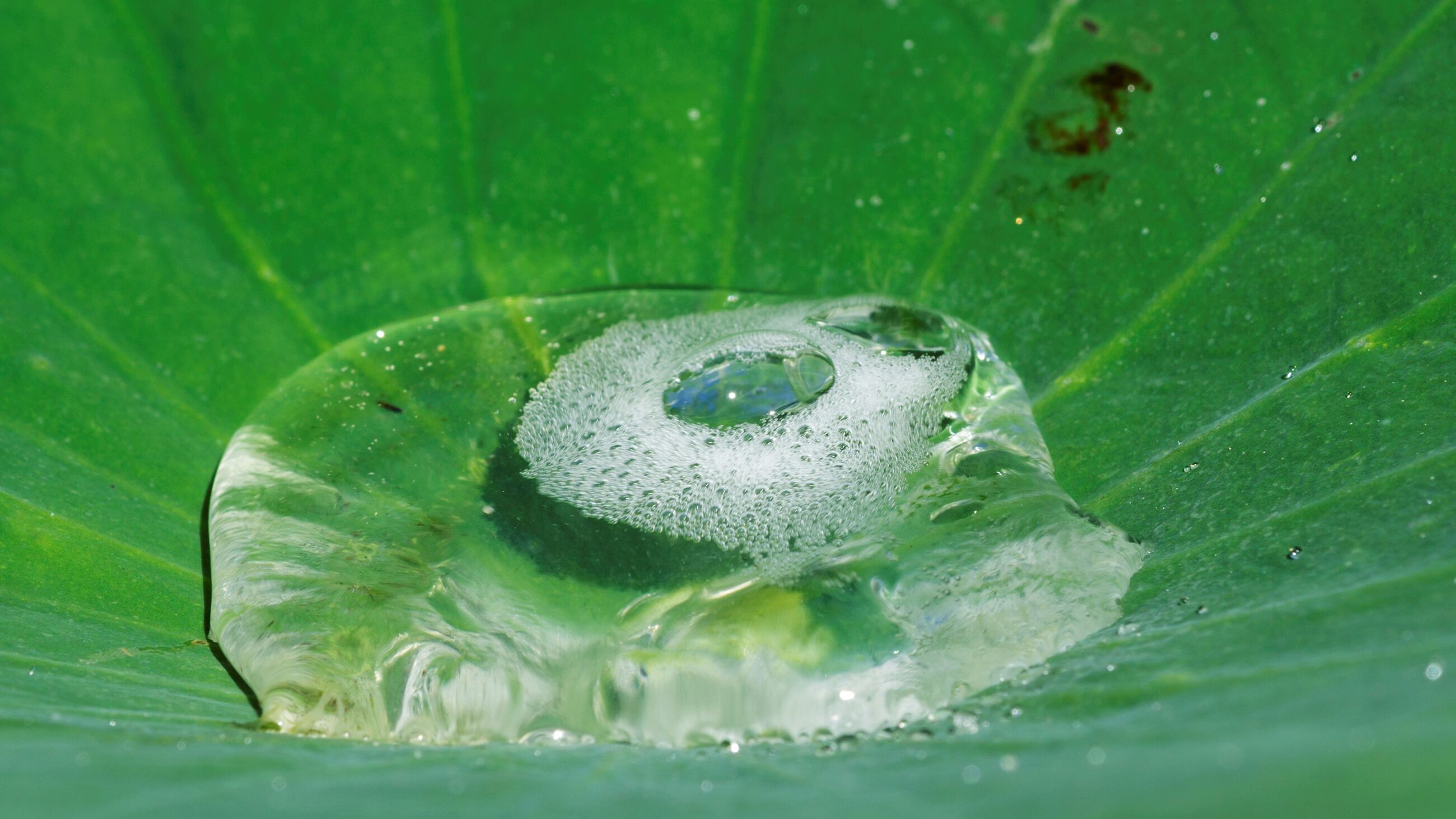 Start cursus 'De natuur als uitvinder' (Vol)