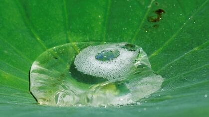 Start cursus 'De natuur als uitvinder' (Vol)