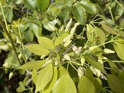 Stauntonia hexaphylla