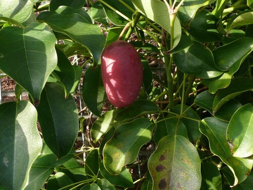 Stauntonia hexaphylla