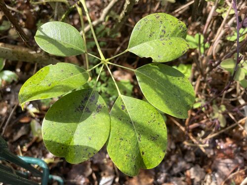 Stauntonia hexaphylla