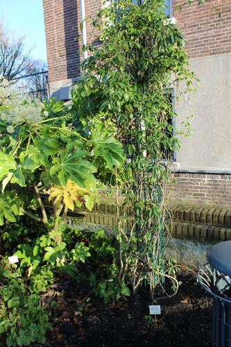 Stauntonia hexaphylla