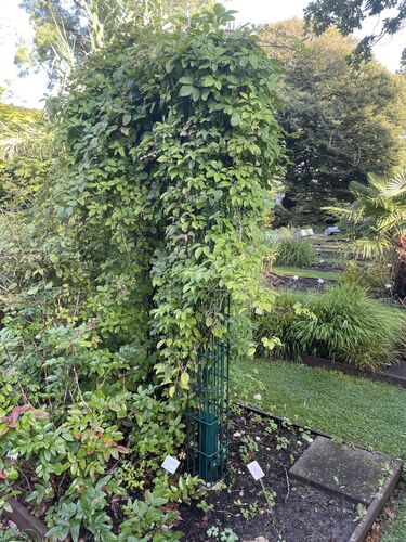 Stauntonia hexaphylla