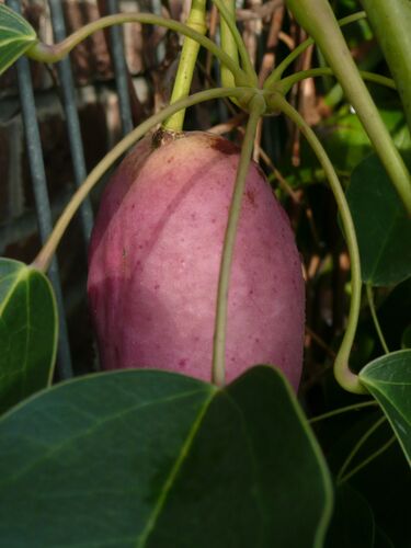 Stauntonia hexaphylla