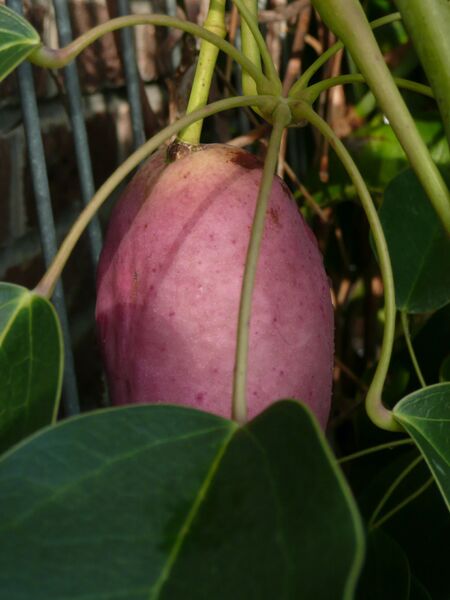 Stauntonia hexaphylla