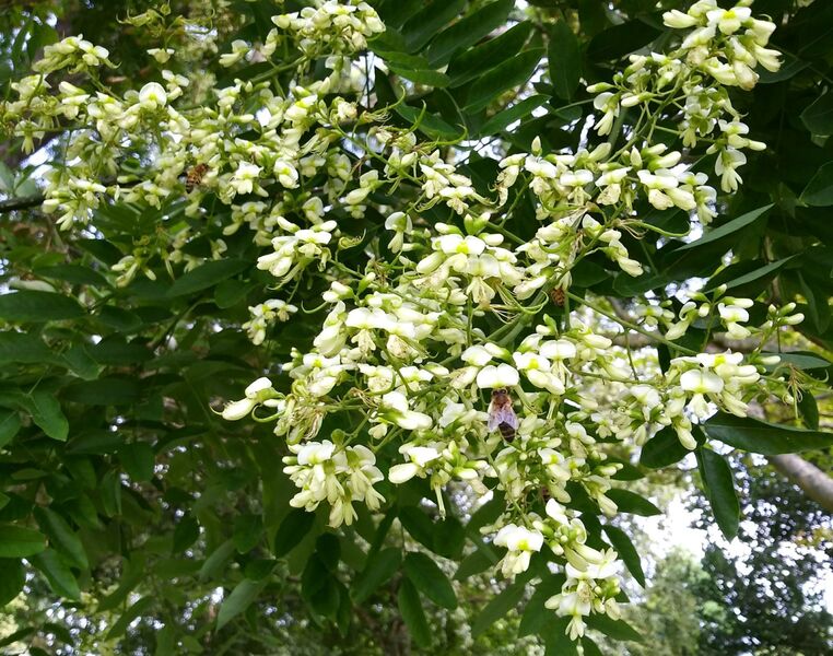 Styphnolobium japonicum