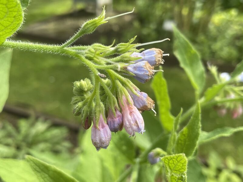 Symphytum officinale