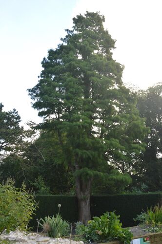 Taxodium distichum var. imbricatum